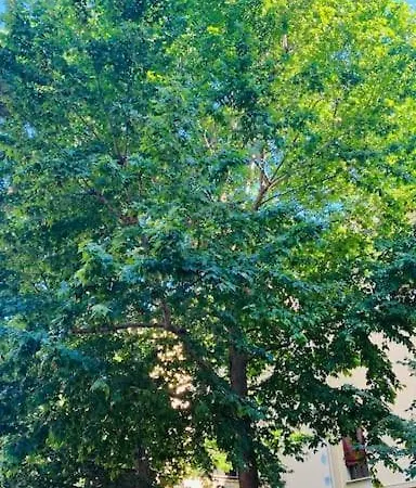 San Felice Studio Bolonia