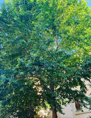 San Felice Studio 볼로냐